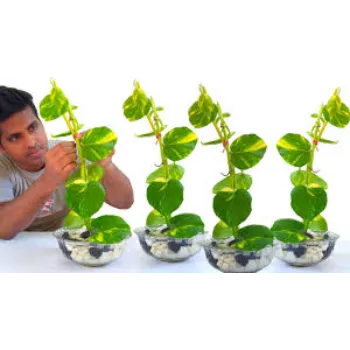 Natural Money Plant